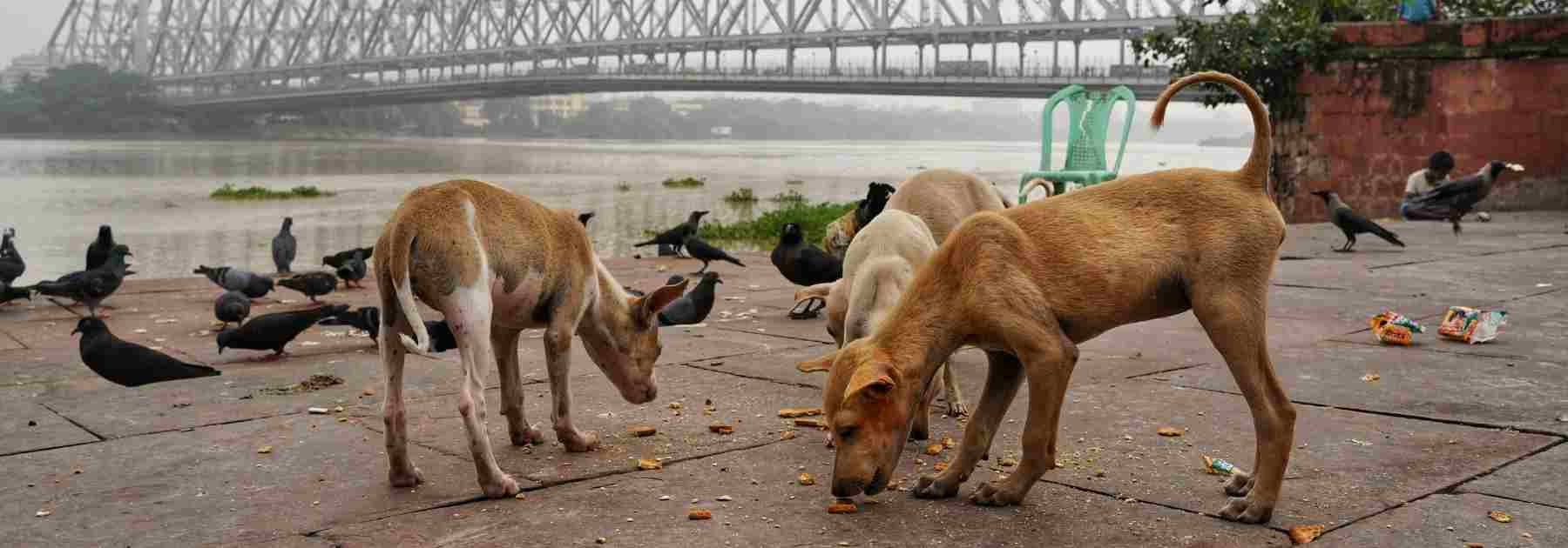 Book a travel clinic near me for your Rabies vaccine and more.